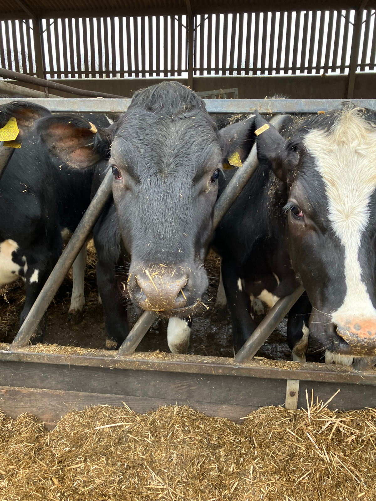 Blackie Cow