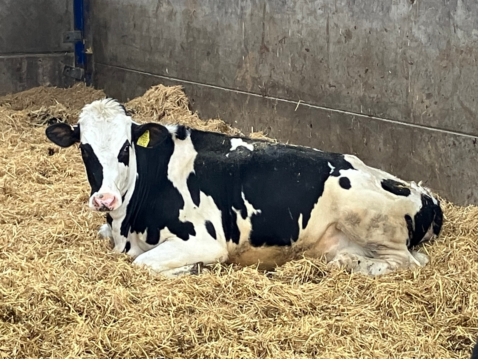 Pesky Cow