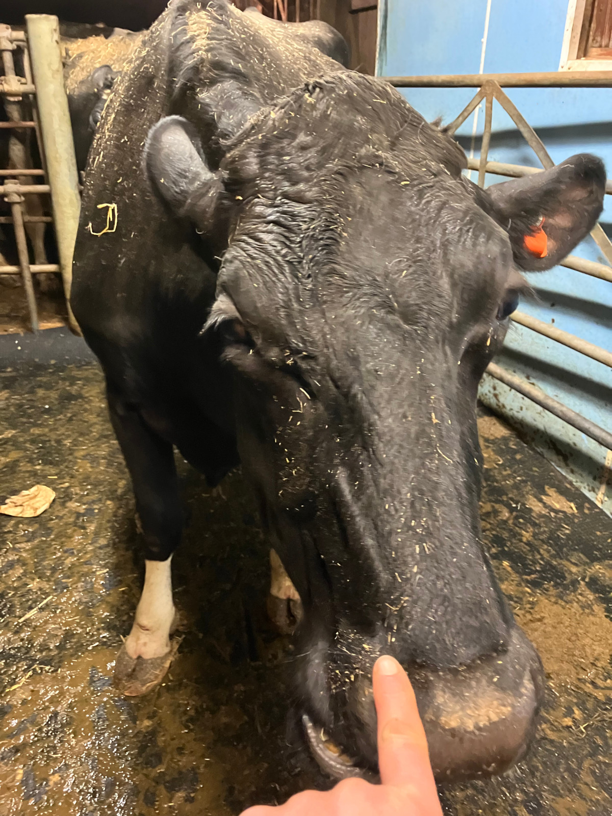 Pesky Cow