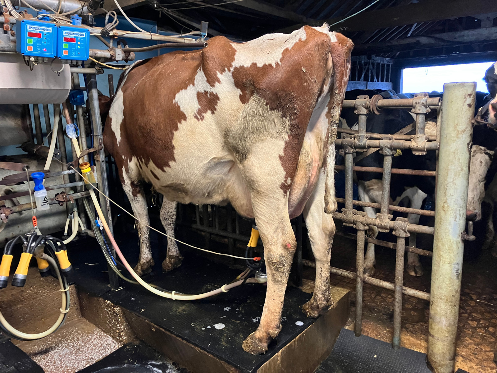 Red Cow being milked